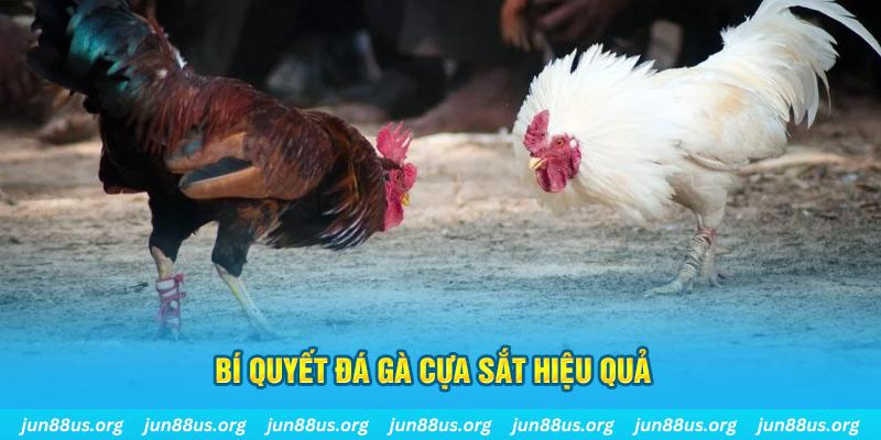 hit88 đá gà cựa dao