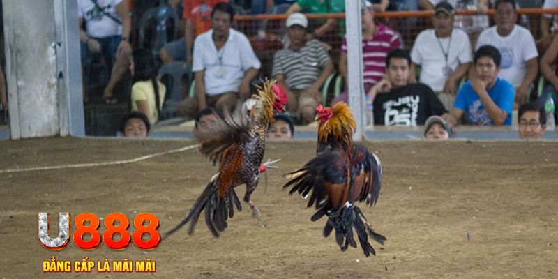 hit88 đăng nhập mậu binh online