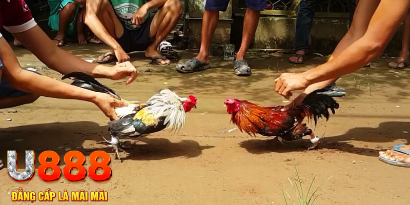 hit88 đăng nhập mậu binh rút tiền nhanh